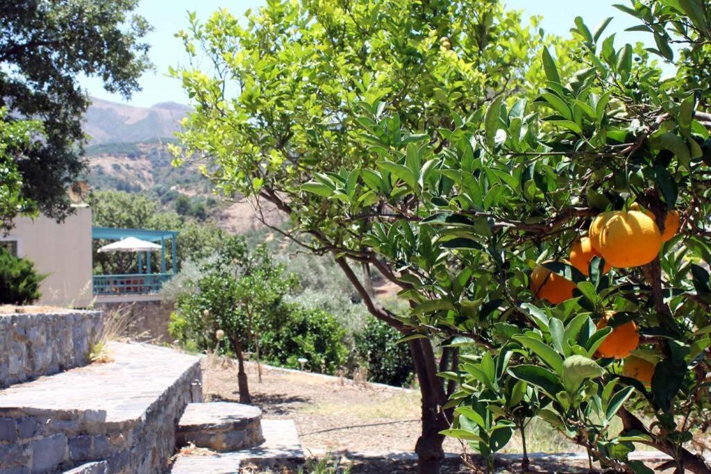 Bougainvilla Fodele Luaran gambar